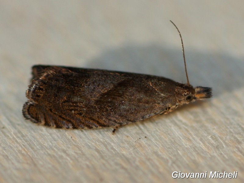 Tortricidae 2 da ID, Dichrorampha simpliciana